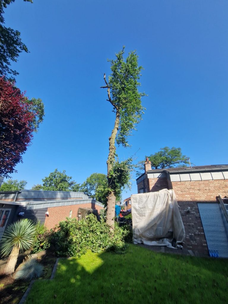 Absetzen einer Eiche zwischen zwei Häusern.